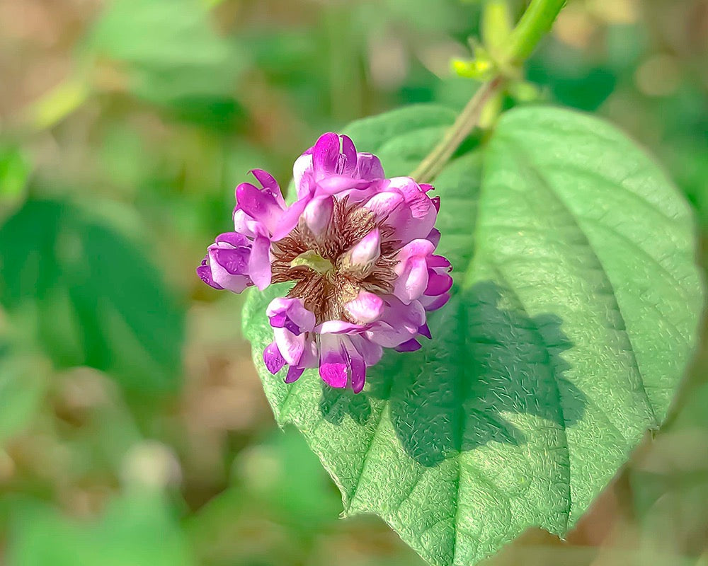 Bakuchiol: Nature’s Gentle Answer to Retinol